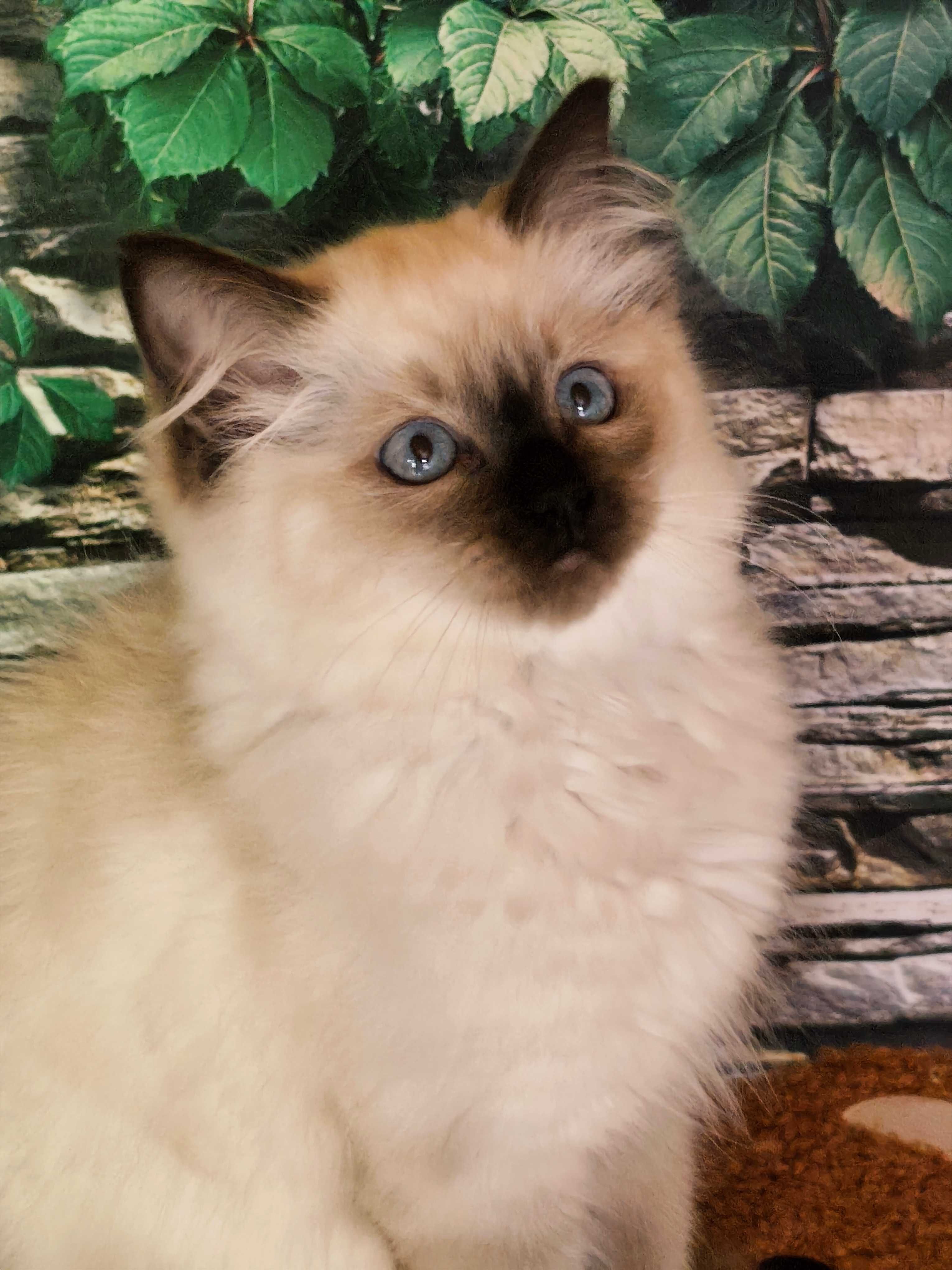 Ragdoll Kotka rodowód międzynarodowy FPL