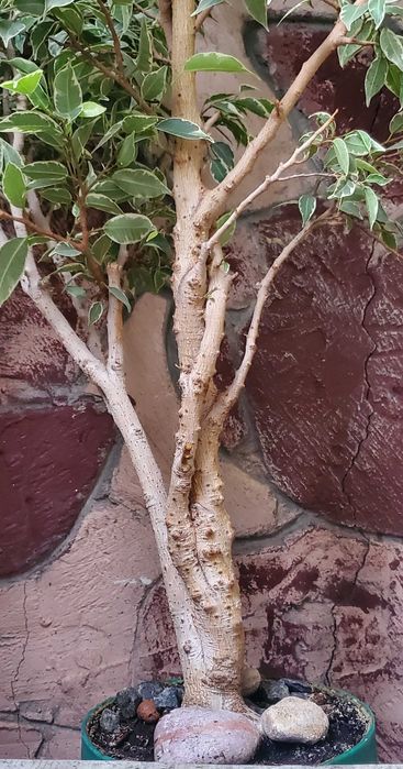 бонсай карликовое дерево