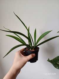 Sansevieria kirkii friends