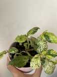 “Begonia” Pellionia Repens Variegata
