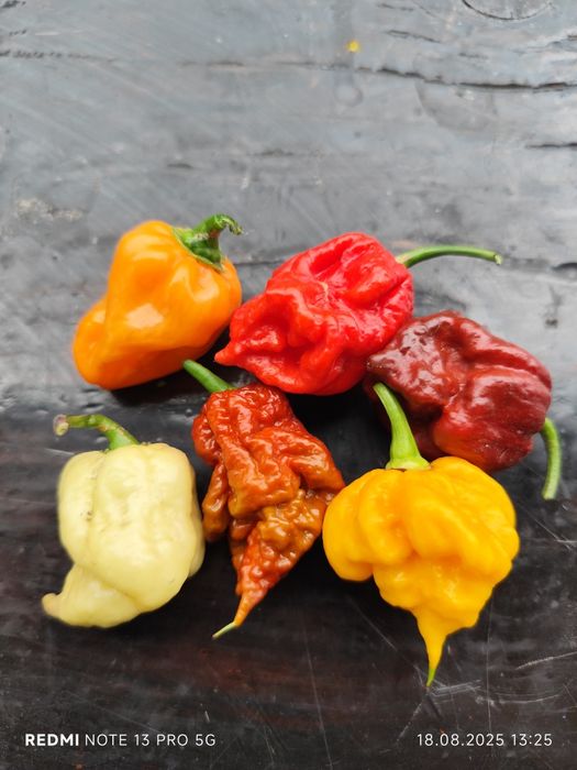 Набір насіння надгострого перцю  Carolina Reaper 50 шт
