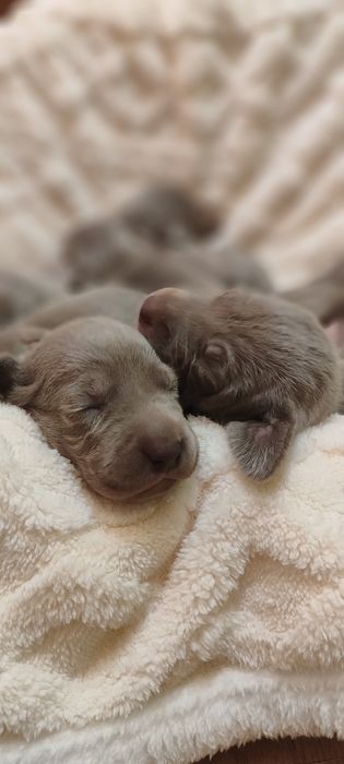 Wyżeł Weimarski szczeniak