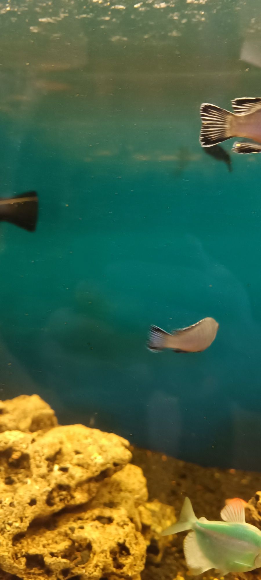 Рибки акваріумна