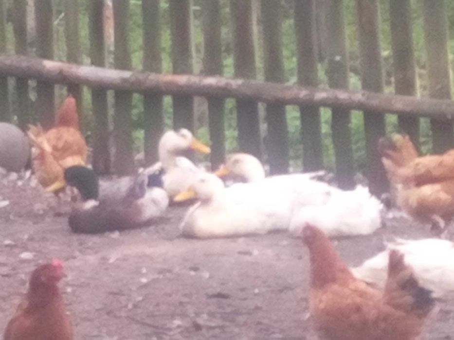 Kaczki swojskie/francuskie skubane