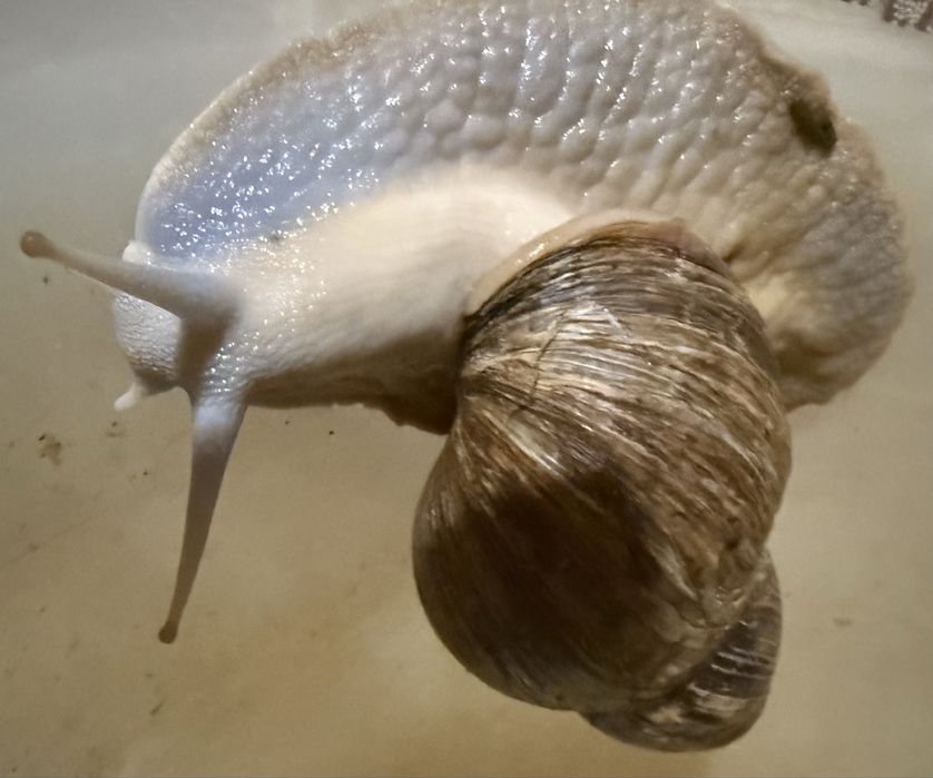 Продам улиток ( косметические, лечебные)