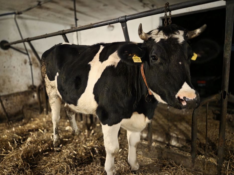 Jałówka Wysokocielna