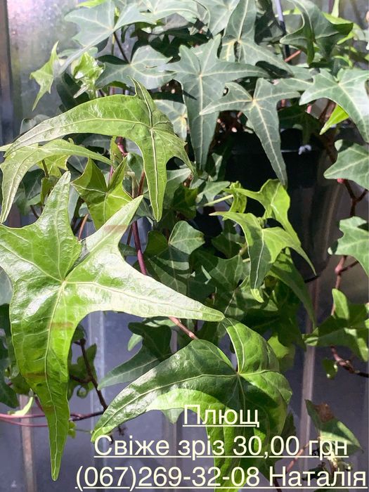 Клеродендрум. Плющ види