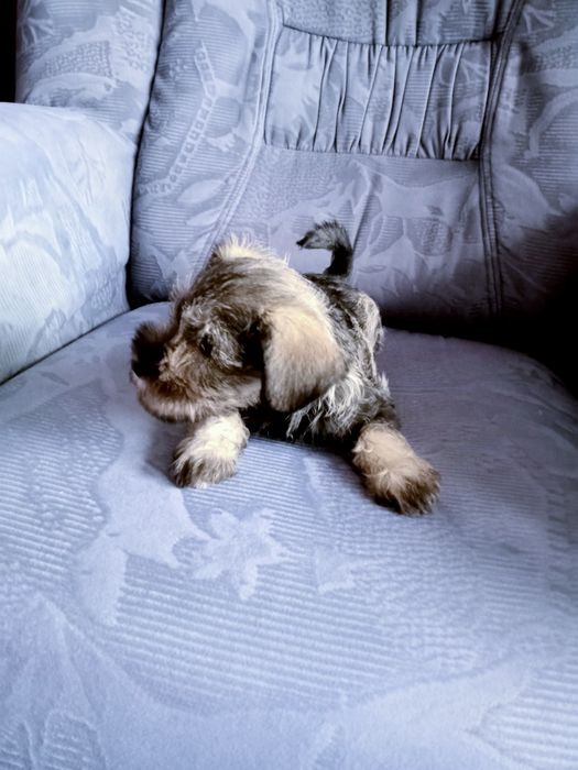 Sznaucer miniaturowy sól -pieprz z rodowodem piesek