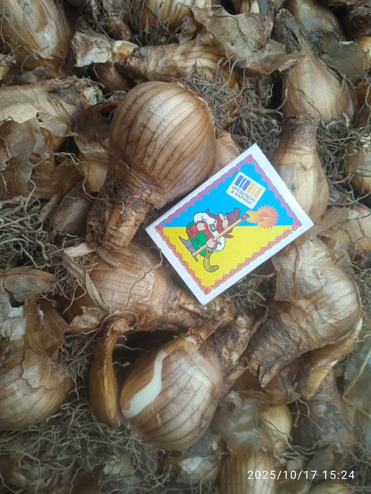 Луковицы \цибулини\ Нарцисс