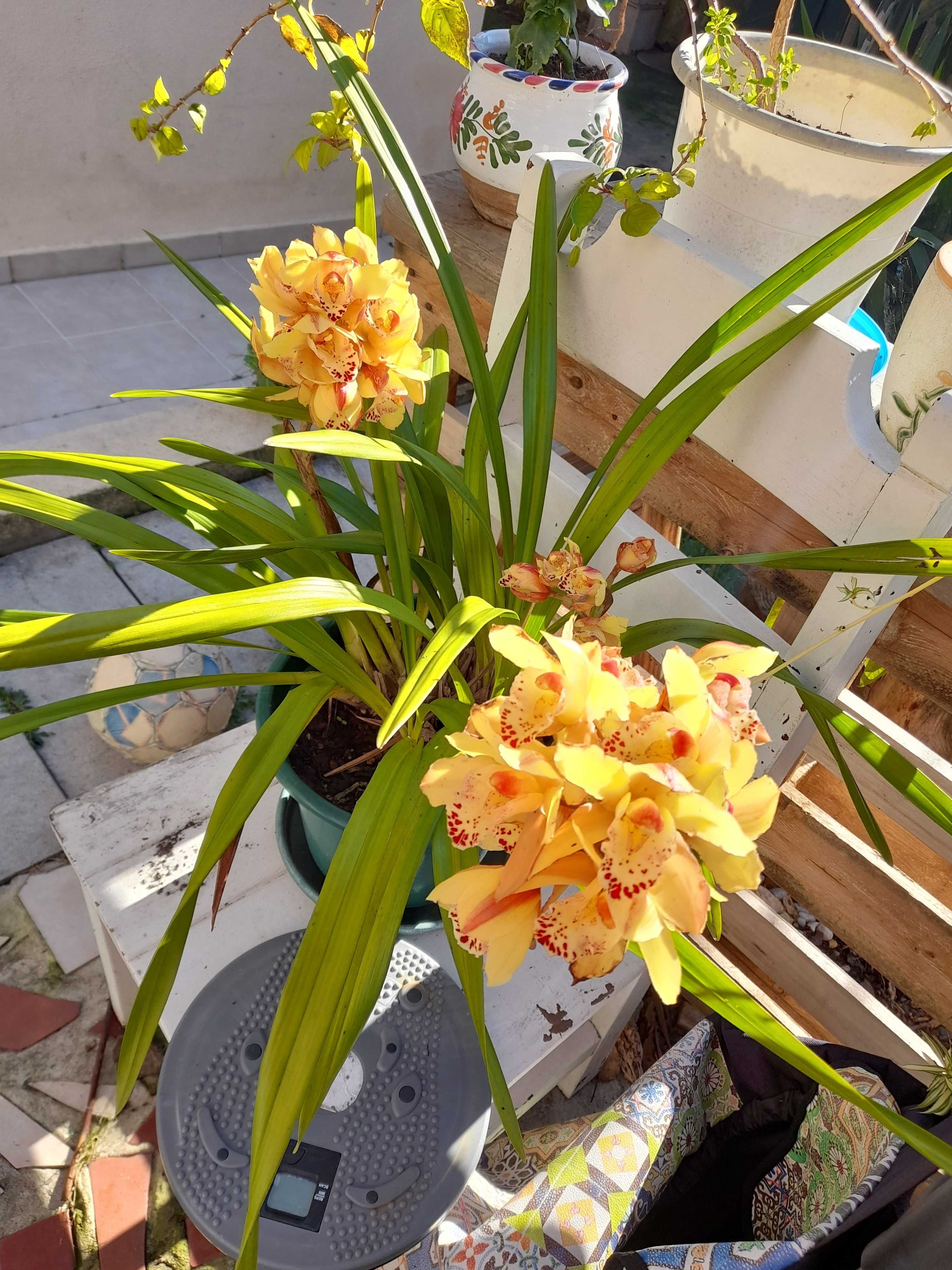 Orquídeas em vaso