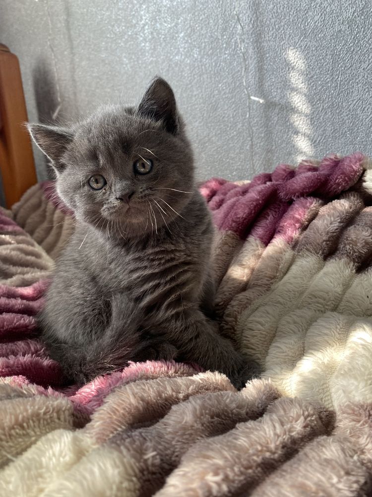 шотланская кошка