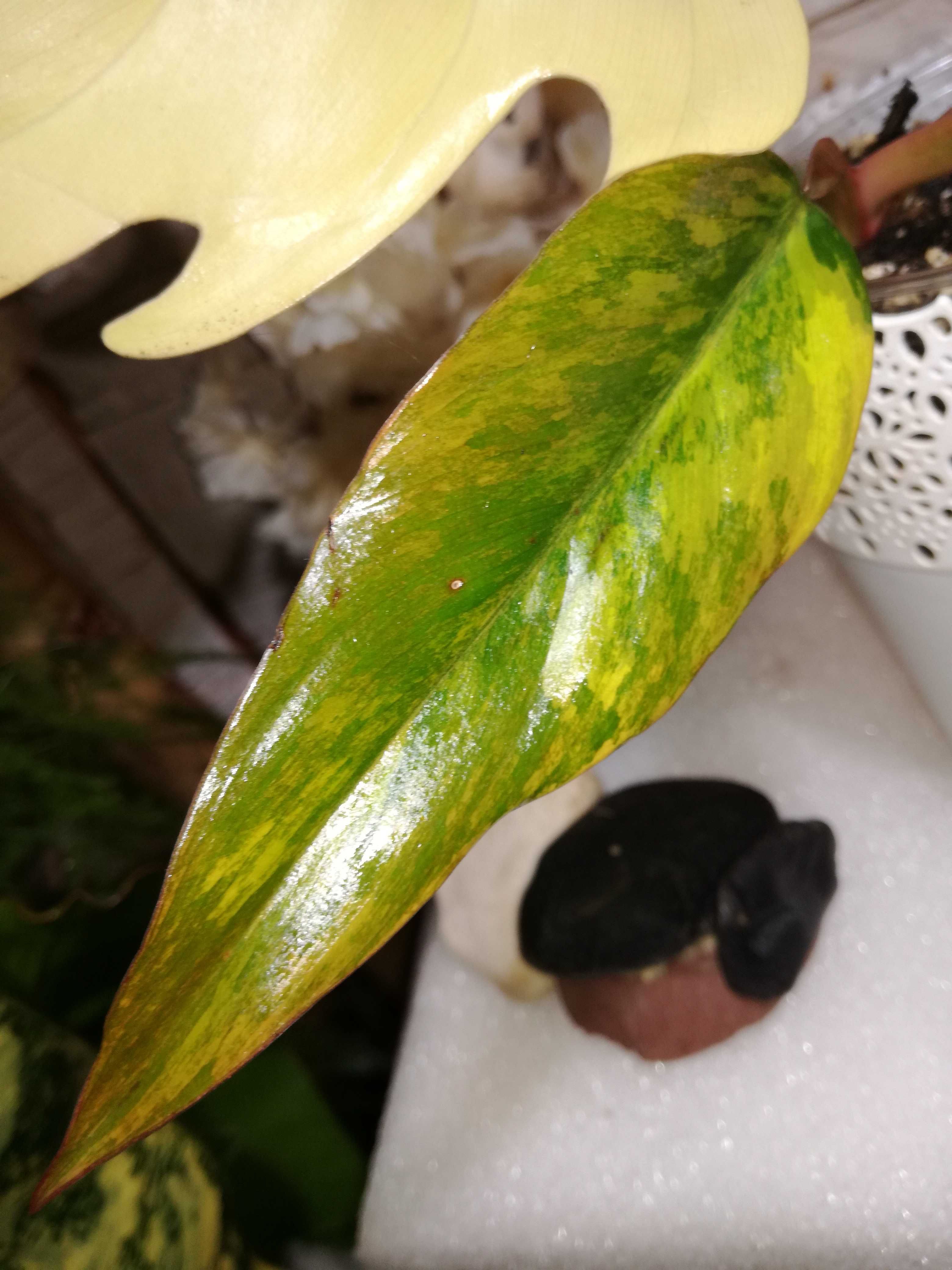 INTERNATIONAL Philodendron Caramel Marble Variegat filodendron monster