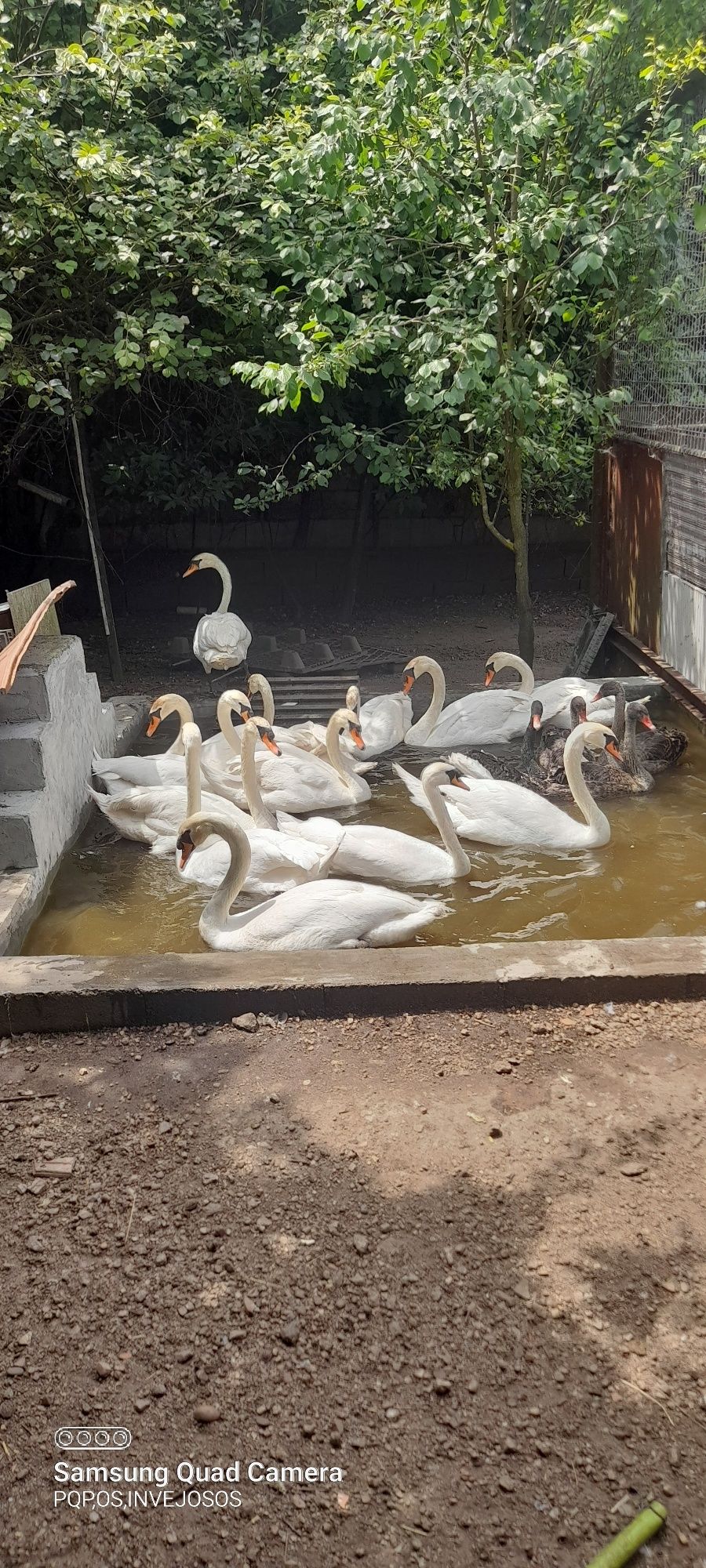 Casais de cisnes brancos adultos com 5 anos,reprodutores,,