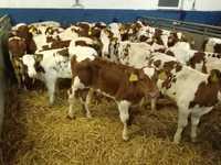Jałówki mleczne HF,RW na krowy, Jałówki MM, Byczki MM