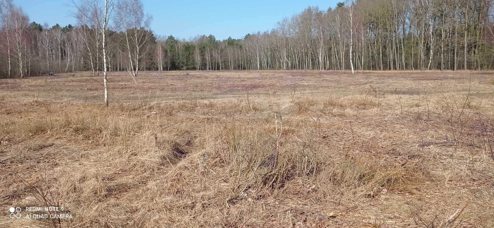 Działka Krępsko przy lesie 1540m2 z warunkami zabudowy.