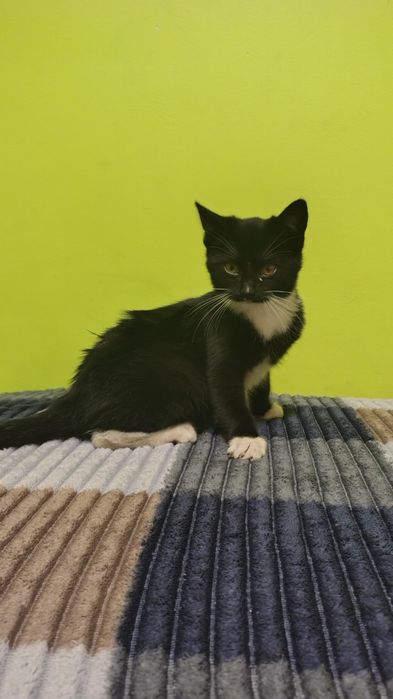 Kotka czarna do oddania