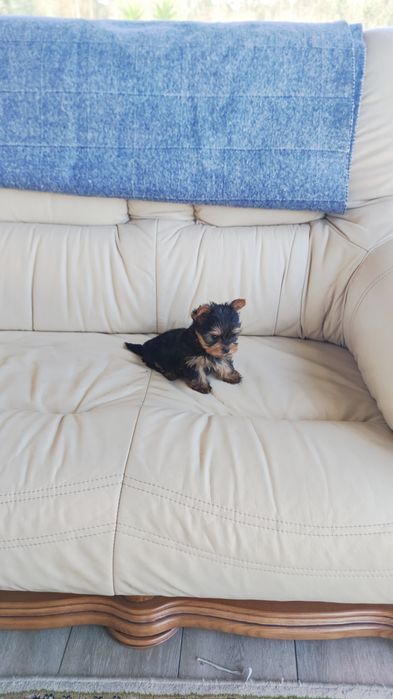 Yorkshire Terrier (macho)  miniatura disponível