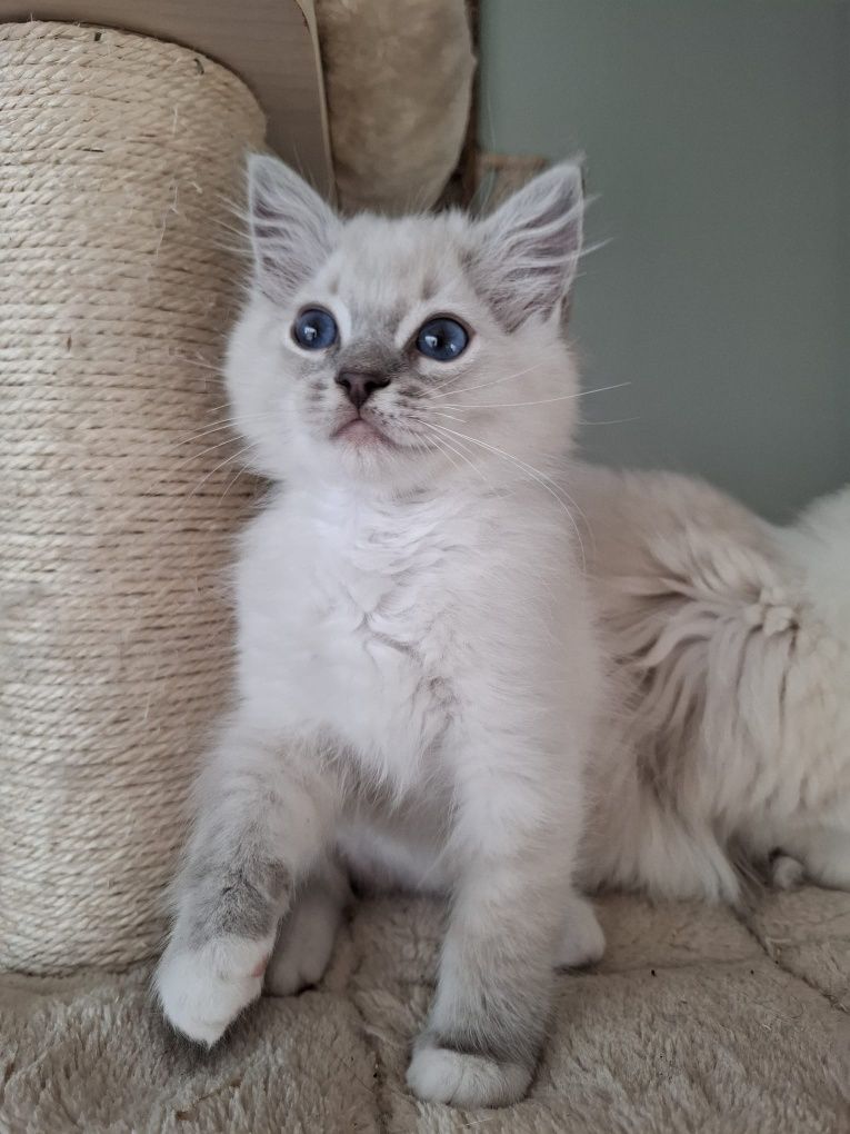 Ragdoll chłopiec piękne umaszczenie prążkowany blue mitted lynx