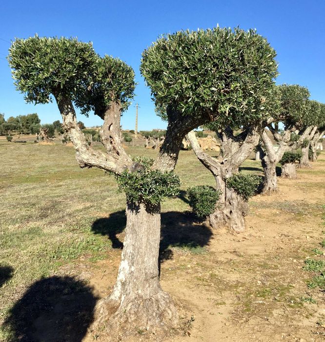 Oliveiras Bonsai - Alentejo