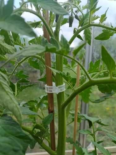 Argolas Grampo Plástico para fixação de plantas *** NOVO ***