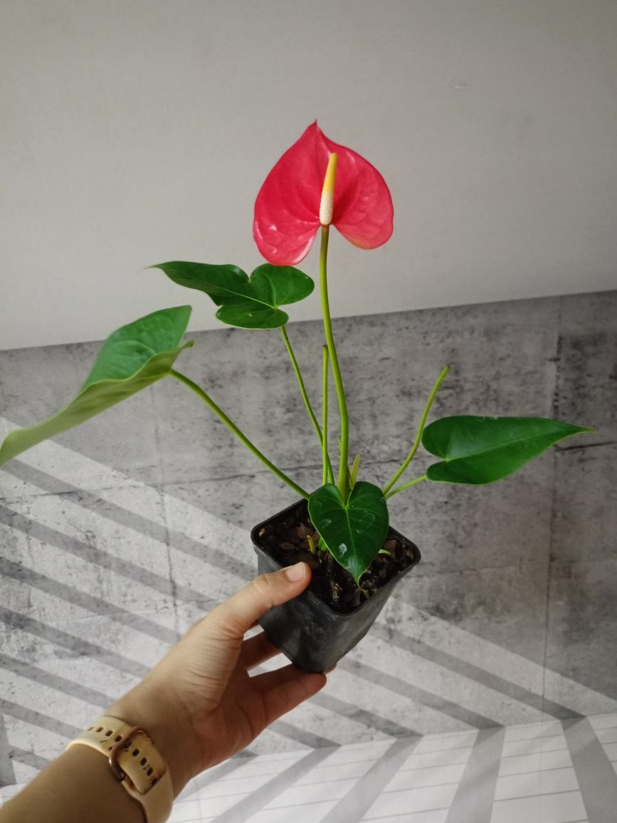 Укорененная плюмерия