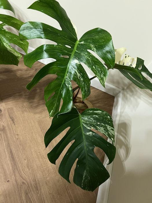 Монстера варієгатна деліціоза