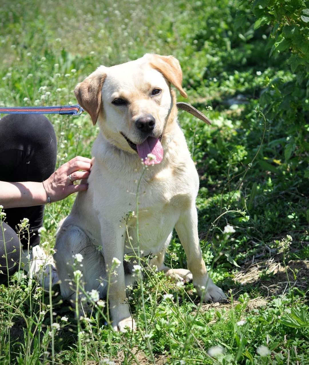 Pongo Labrador 3 lata