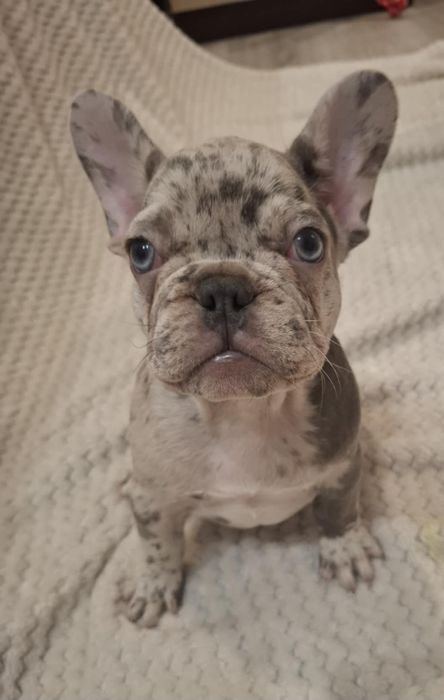 Buldog francuski lilac blue merle sunia
