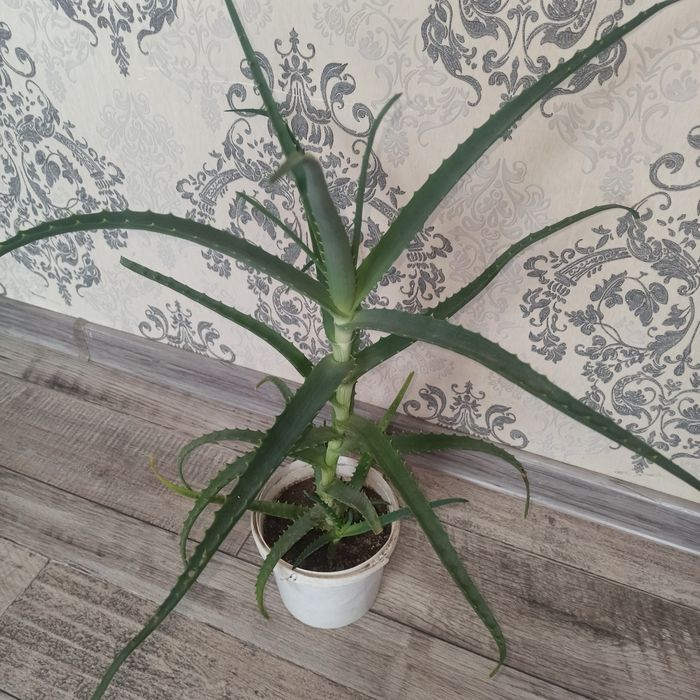 Алоє продам на лікування