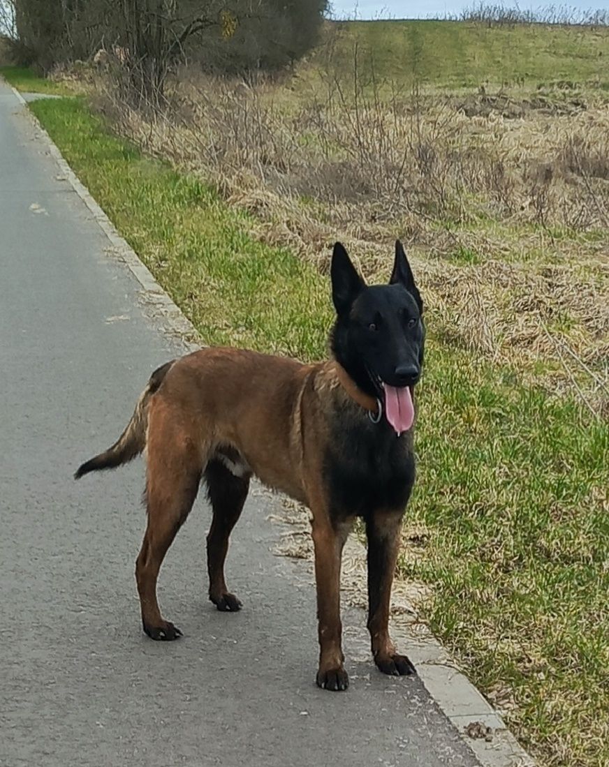 Owczarek belgijski malinois fci