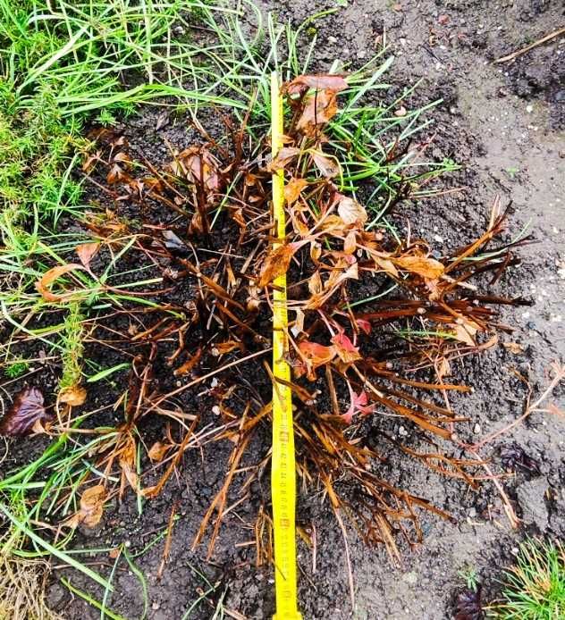 Kłącze piwonii o średnicy ok. 50 cm