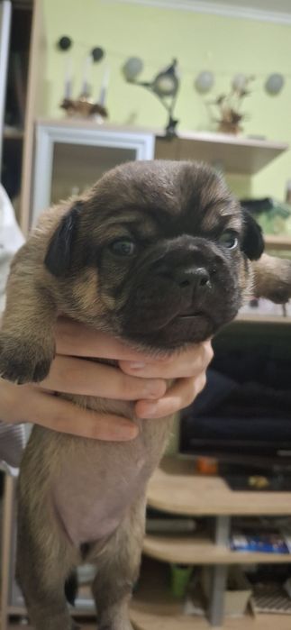 Милі слухняні дітки  чекають на  люблячих,відповідальних господарів