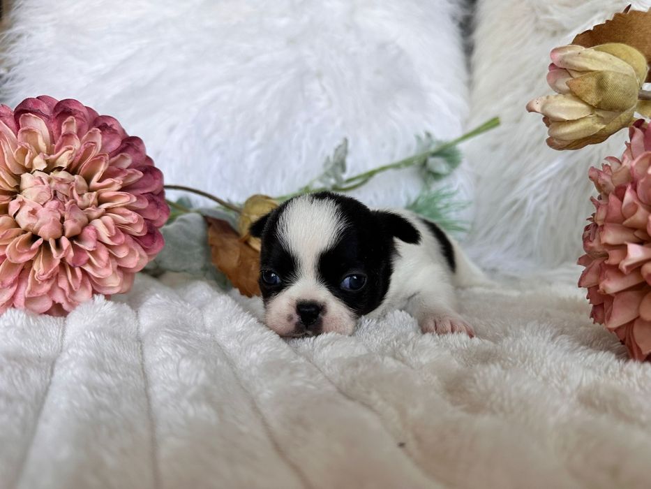 Chihuahua  Super Mini. Menina.Cabeça de maçã.