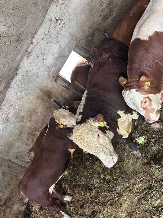 Buhaje rozpłodniki Hereford 100%