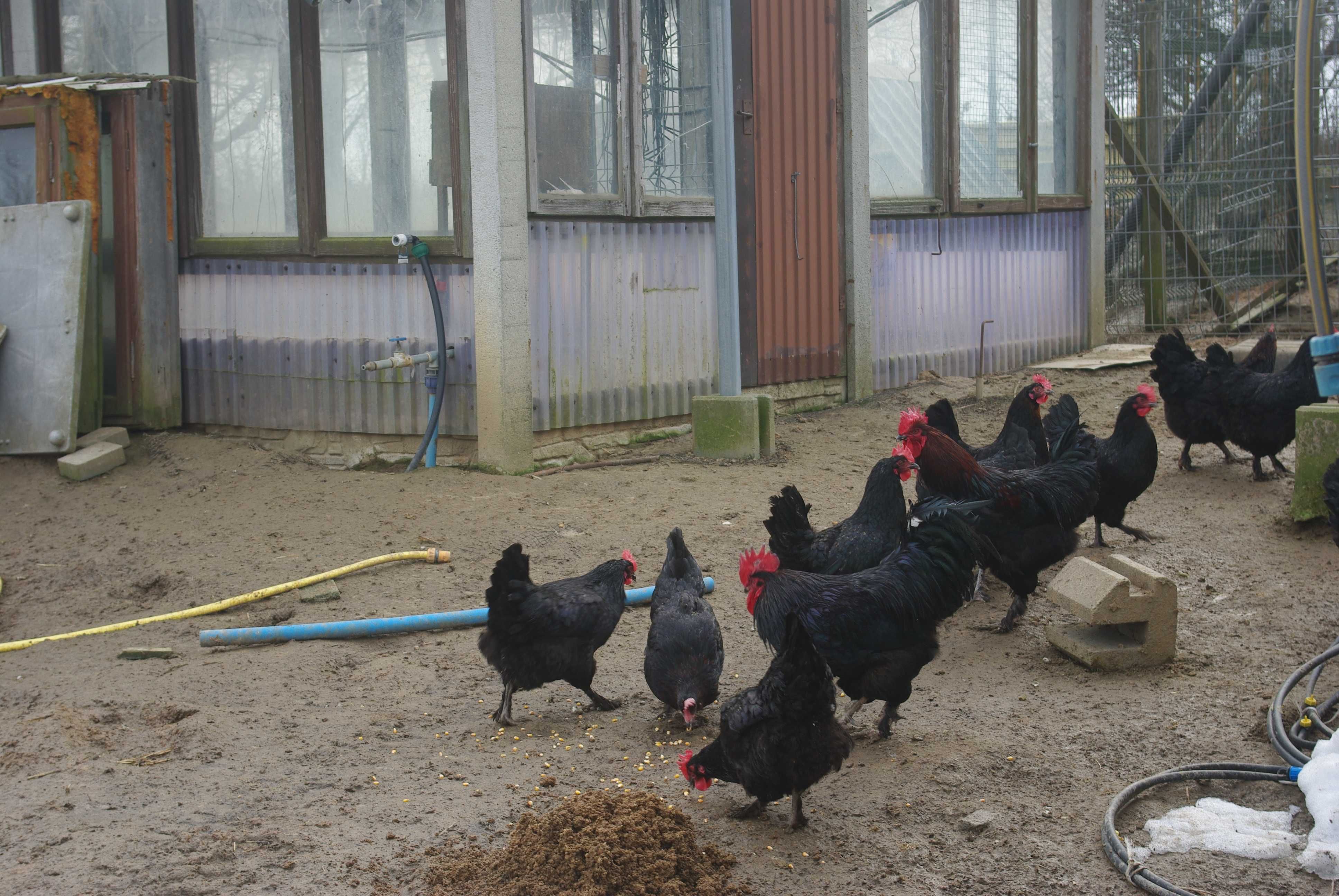 Legbar Cream , Marans , Jaja Lęgowe
