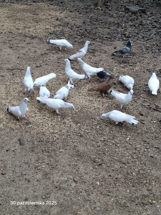 Srebrniaki składowe jasne