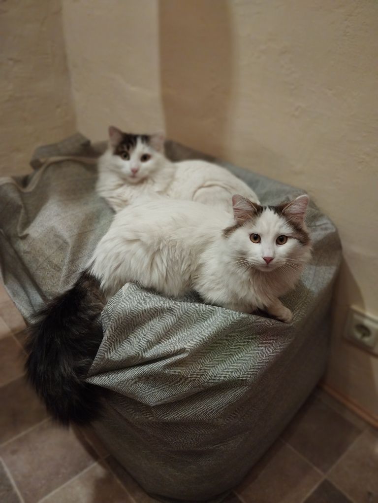 Котята метисы Турецкого Вана и Мейн Куна