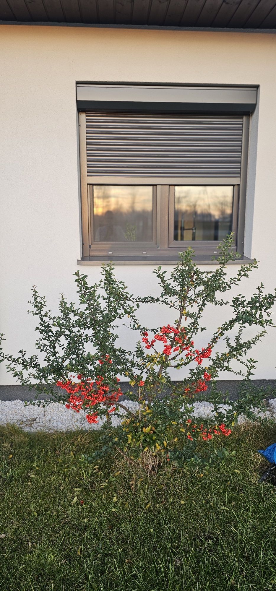 Blizniak Gniewomirowice os. Południowe