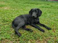Szczeniak suczka mieszaniec labradora i Cocker spaniela