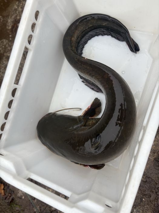 Karp,amur, lin , tołpyga , szczupak, sum , karaś , jesiotr