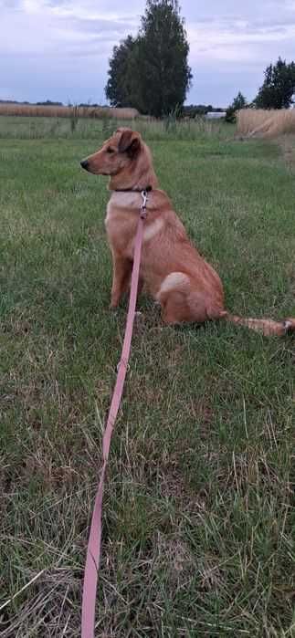 Frajda czysta radość