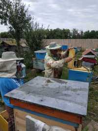 Бджоли, бджолопакети, відводки бджіл, бджолосім'я