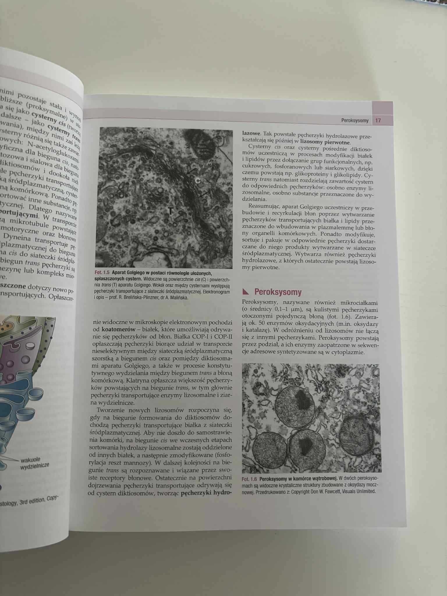 Histologia Zabla, Zabel