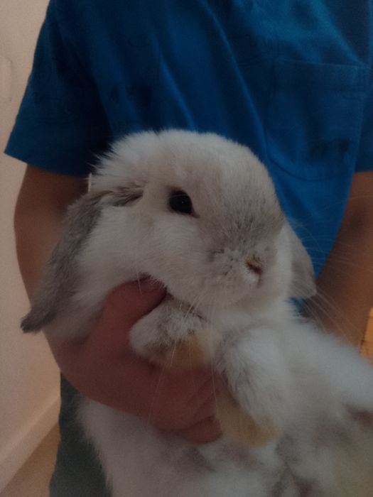 Baranek francuski samica królik