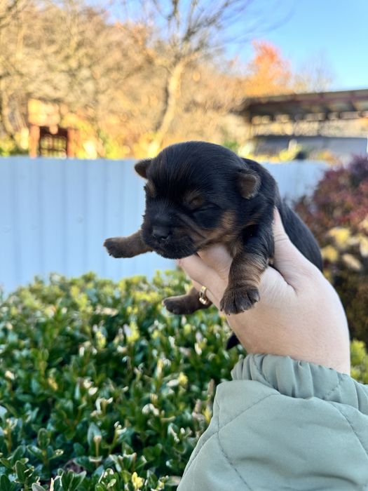 Гарний хлопчик йорк