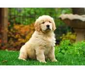 Golden Retriever z Rodowodem
