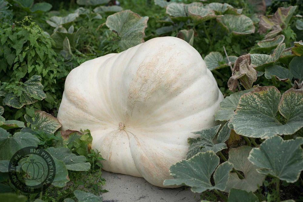 Dynia Olbrzymia 237,0kg - Nasiona, Zestaw