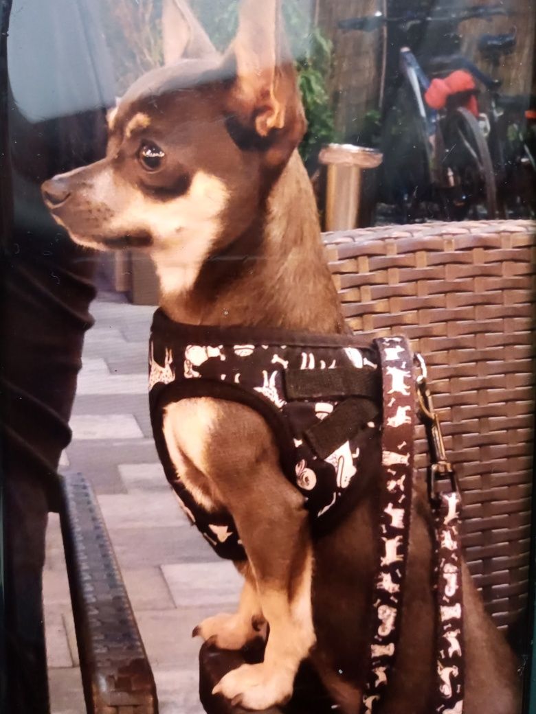 Szelki puszorek John dog rozmiar S