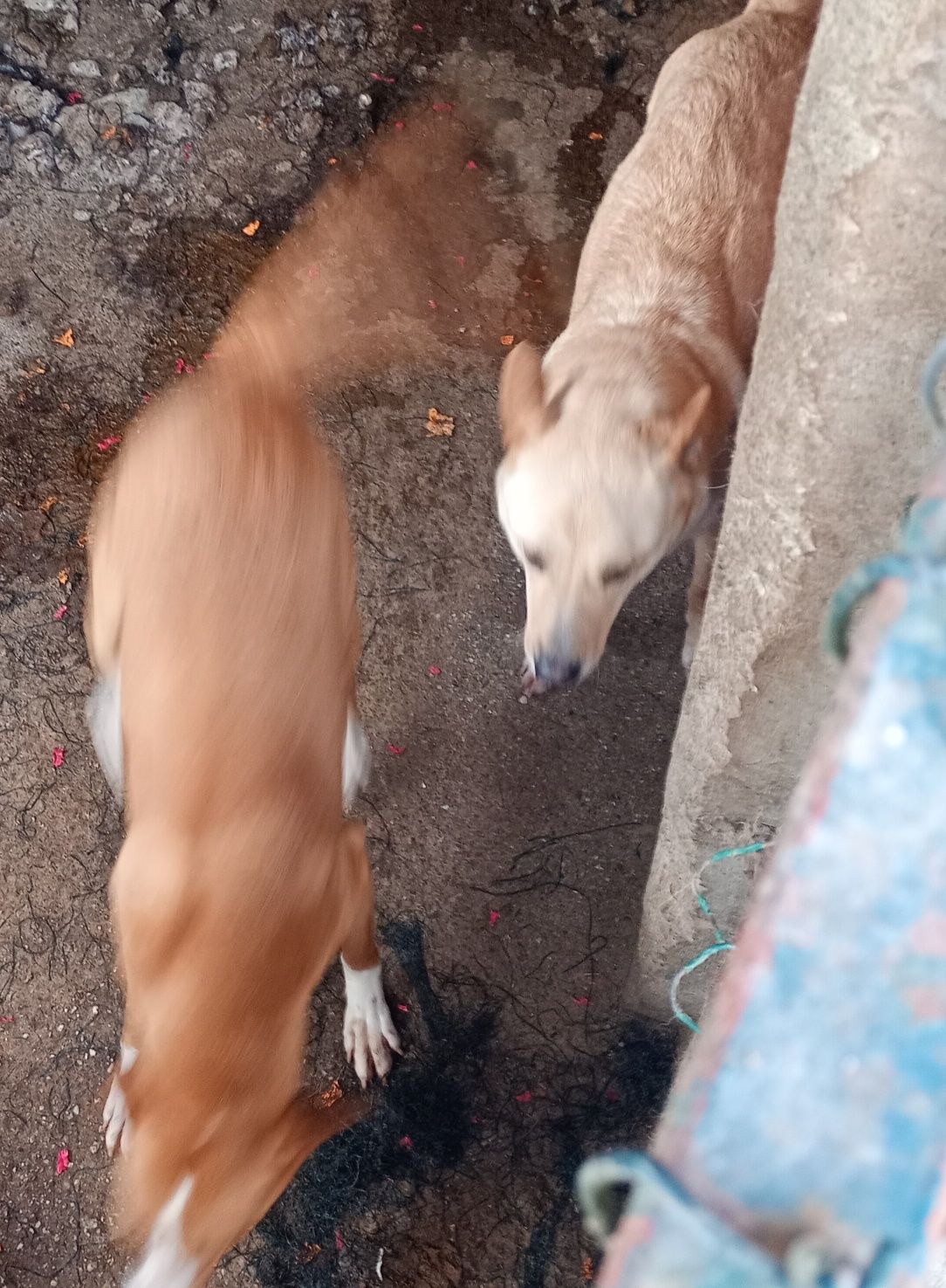 Procuro com urgência novo dono Dois cães para adoção