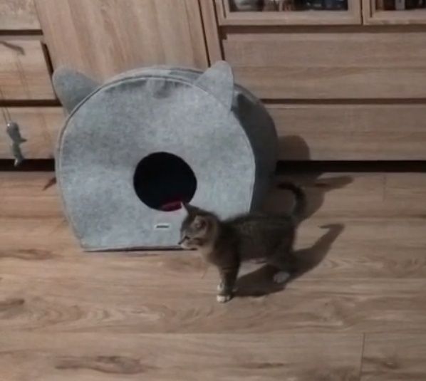 Dwa kociaczki, 2, 5 miesięczne